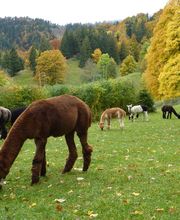 Alpaka Trekking Balmberg Tannenheim Bild 7