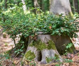 Im FriedWald Lich schmückt die Natur die Gräber.