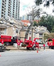 Southeast Tree image 8