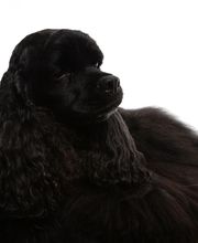 Animaux Loisirs image 2