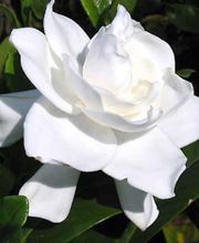 gardenia-03.jpg