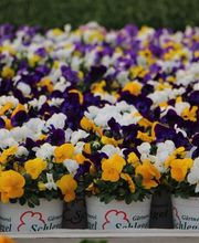 Gärtnerei Schlegel Hinterholz Bild 6