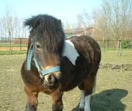 Dierenarts Meemortel De