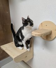 Douce Ronronnade image 4