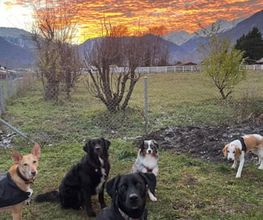 Le chien serein Bild 4
