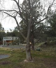 Arbor Tree Care LLC image 1