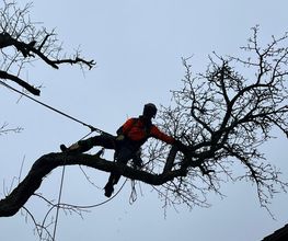 Fällung Birnbaum