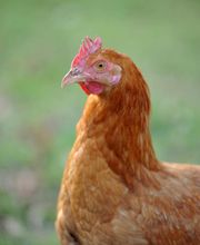 Normande Avicole image 7