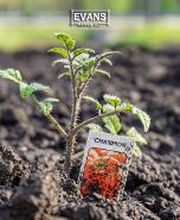 Evans Nursery LLC image 17