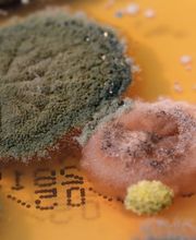 Biolytics Labor für biologische Analysen Bild 4