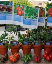 Blumen Eichenberger Oberrieden Bild 11