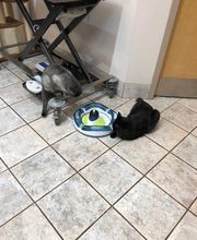 Deer Park Veterinary Hospital image 7