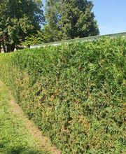 King of Greens Bild 3