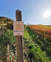 Villa Hausmann - Urlaubsweingut bei Cochem an der Mosel Bild 6