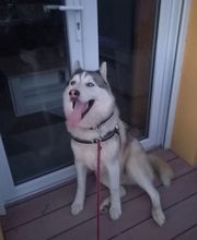 Binôme A 3 Education Canine image 11