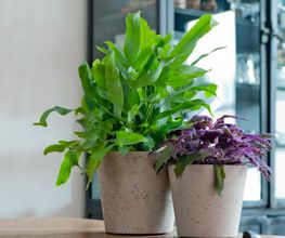 Plantyworks GmbH Bild 1