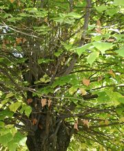 Des Jardins et des Arbres SARL image 4